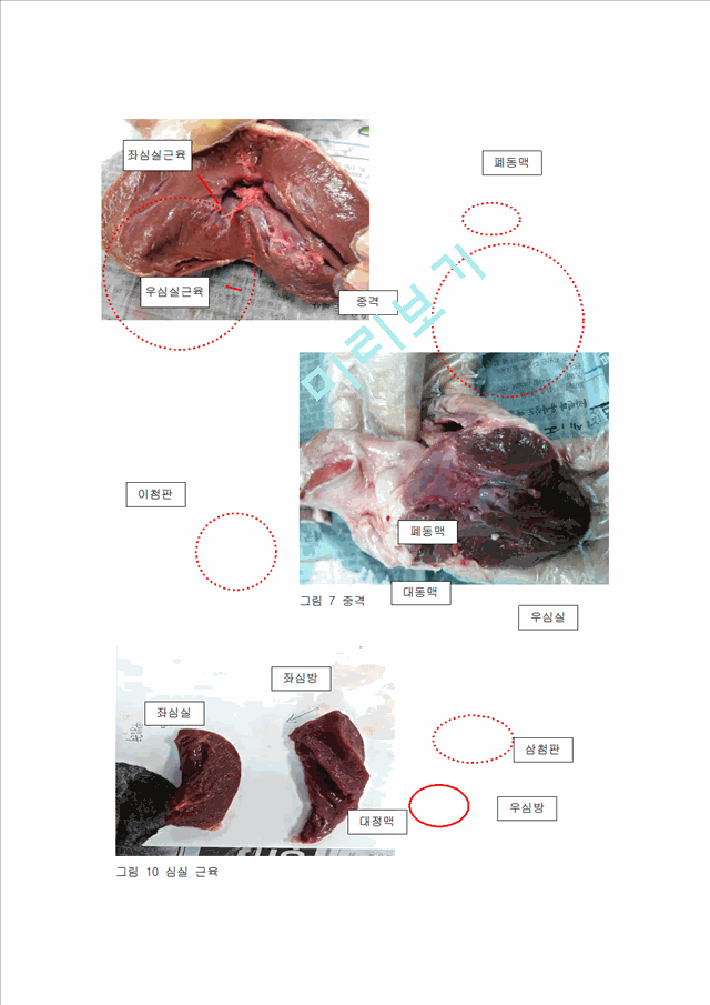 [의학,약학]해부생리학 - 돼지 심장의 해부를 통한 심장구조 관찰(2).hwp
